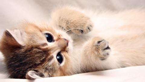 可爱猫星人图片