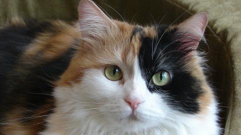 可爱猫星人图片