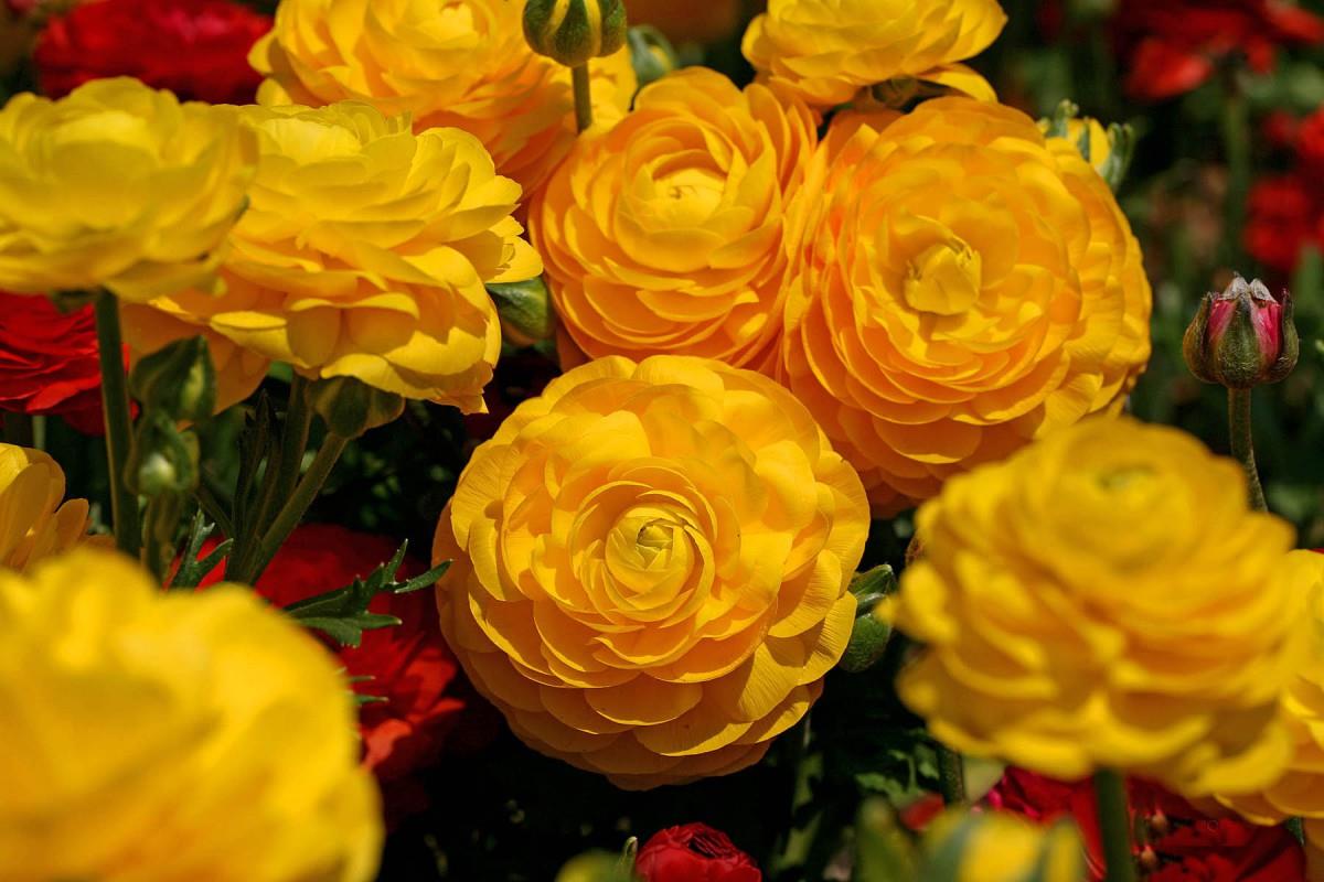 花毛茛(又称芹菜花和波期毛茛)图片