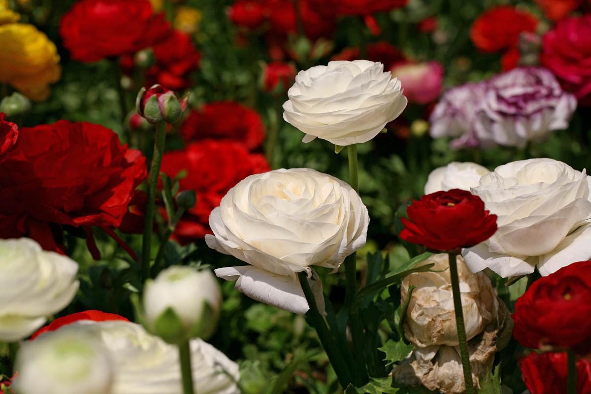 花毛茛(又称芹菜花和波期毛茛)图片