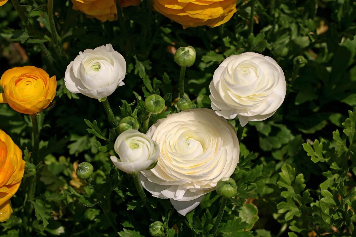 花毛茛(又称芹菜花和波期毛茛)图片