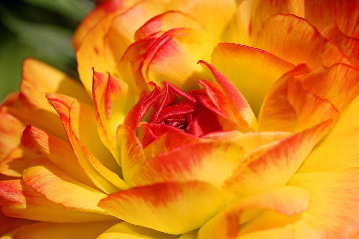 花毛茛(又称芹菜花和波期毛茛)图片