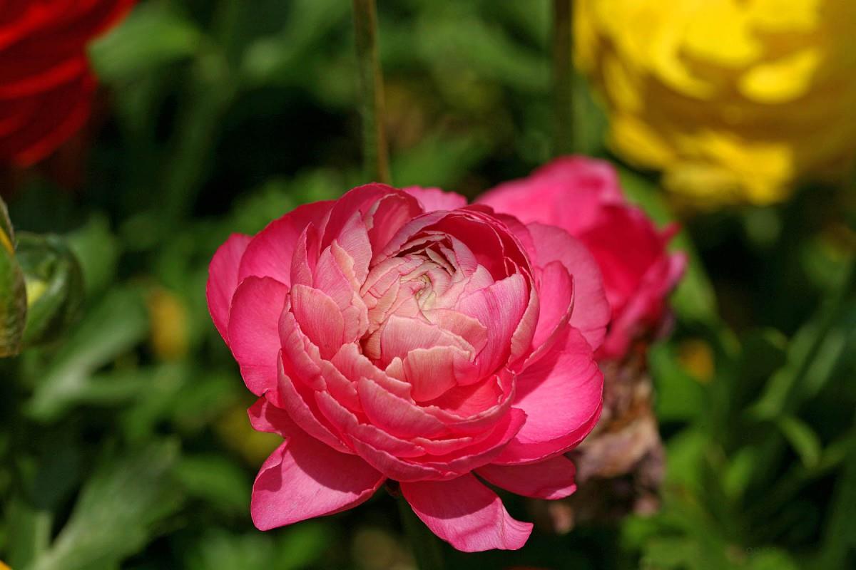 花毛茛(又称芹菜花和波期毛茛)图片