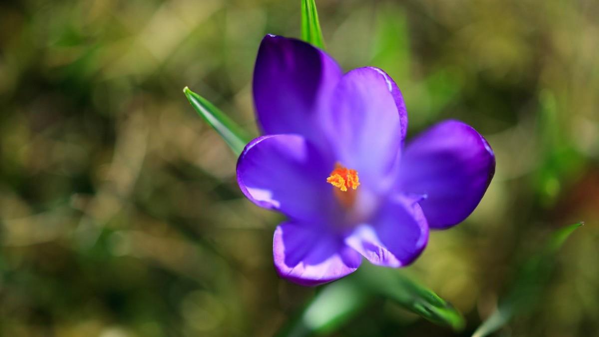 藏红花(番红花和西红花)图片
