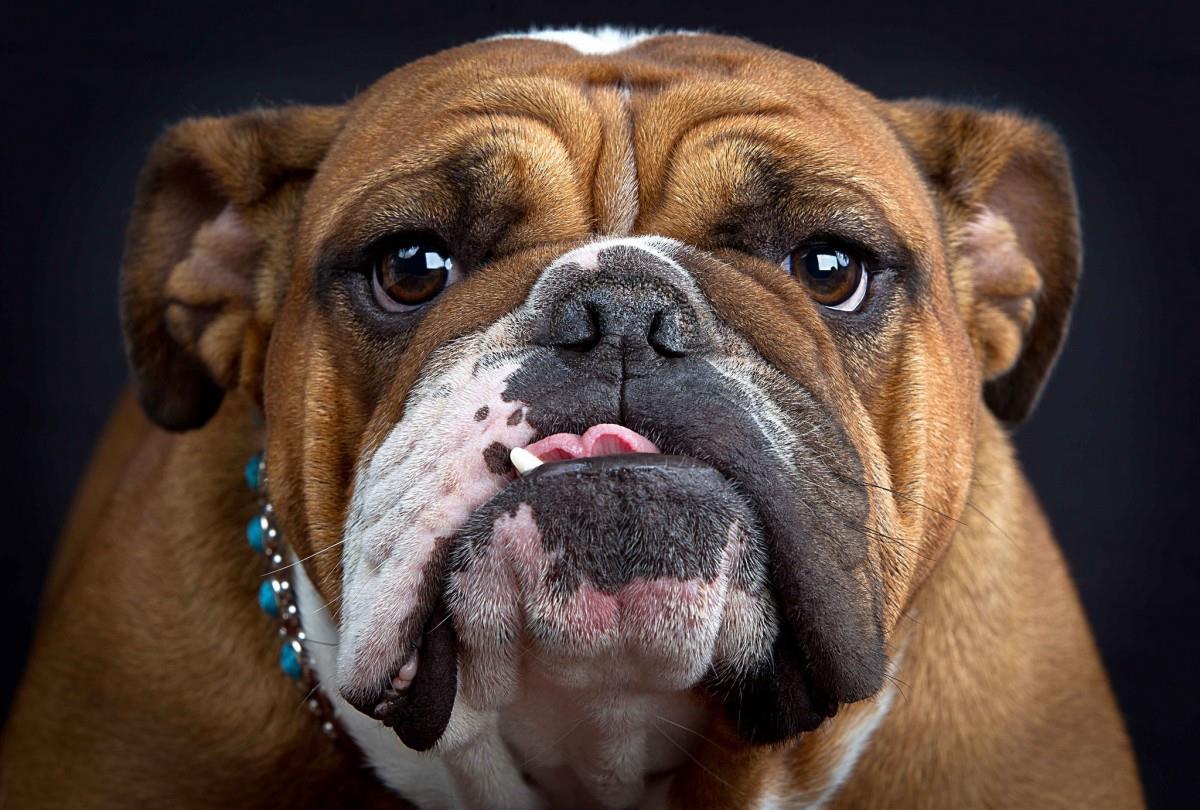 英国斗牛犬图片