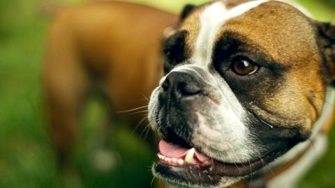 英国斗牛犬图片