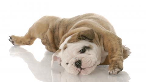 英国斗牛犬图片