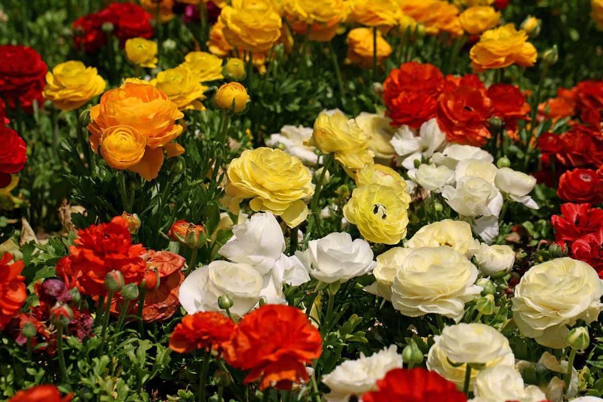 花毛茛(又称芹菜花和波期毛茛)图片