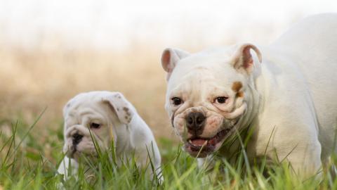 英国斗牛犬图片