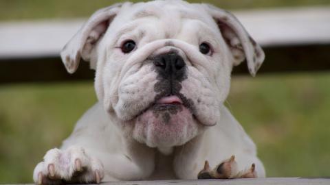 英国斗牛犬图片