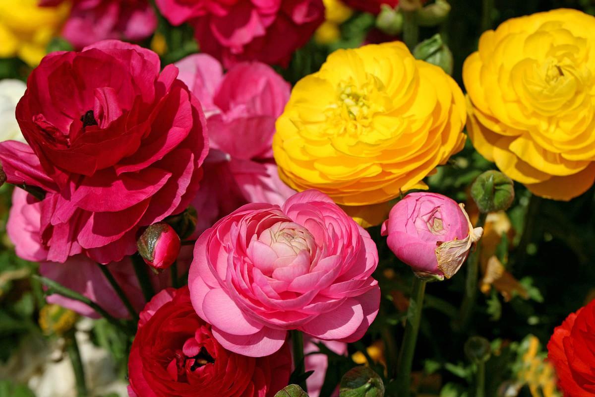 花毛茛(又称芹菜花和波期毛茛)图片