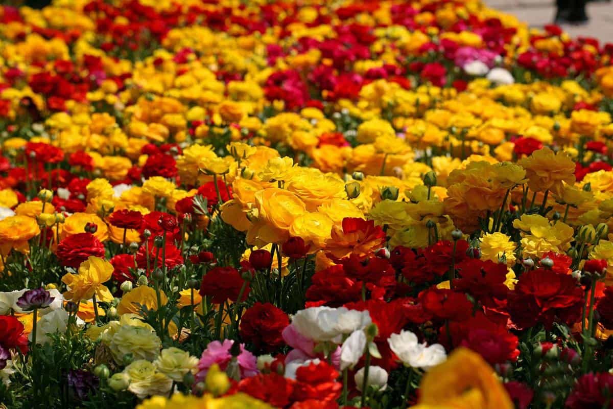 花毛茛(又称芹菜花和波期毛茛)图片