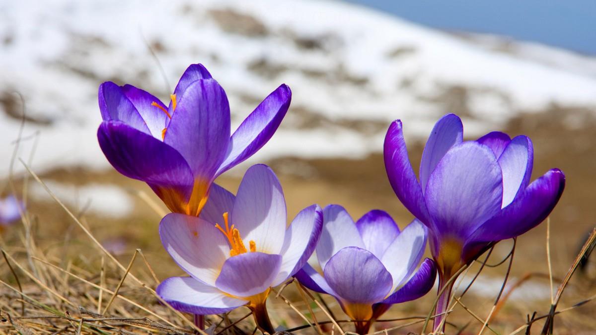 藏红花(番红花和西红花)图片