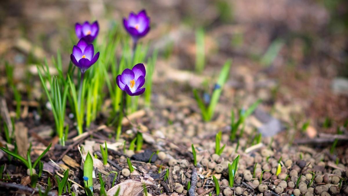 藏红花(番红花和西红花)图片