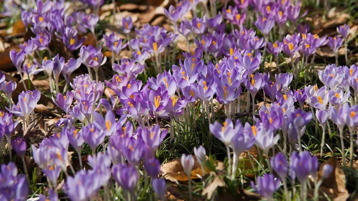 藏红花(番红花和西红花)图片