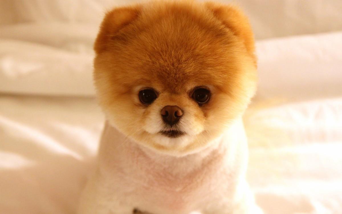 可爱萌宠狗狗汪星人图片