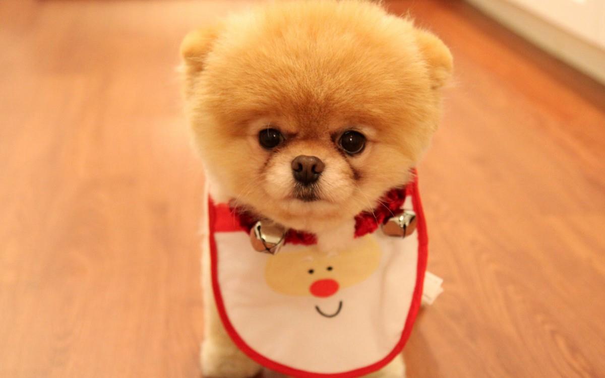 可爱萌宠狗狗汪星人图片