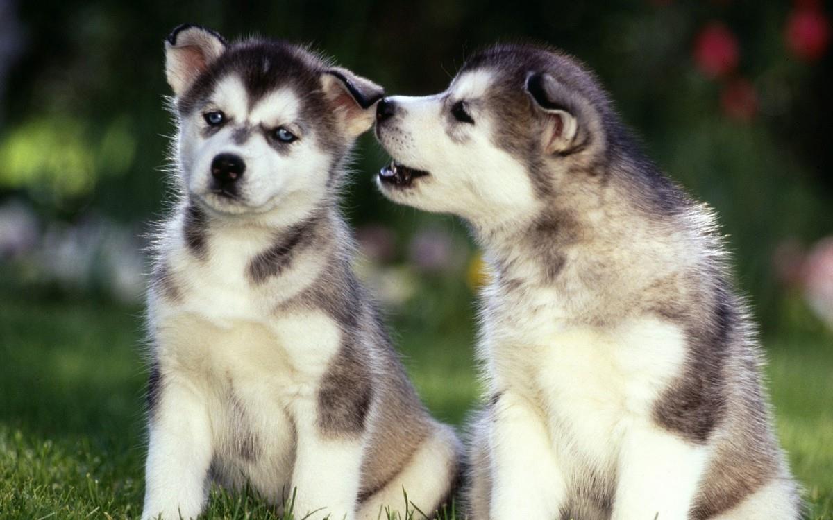 可爱萌宠狗狗汪星人图片