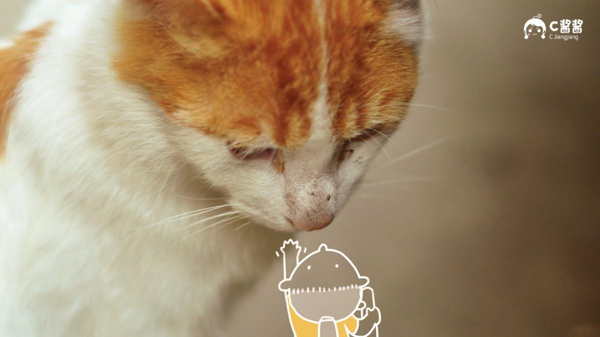 恶搞喵星人(猫咪)图片