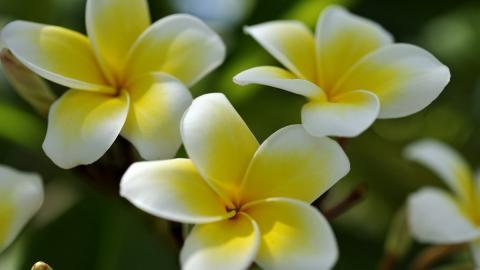 美丽的鸡蛋花高清宽屏图片