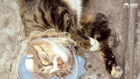 恶搞喵星人(猫咪)图片