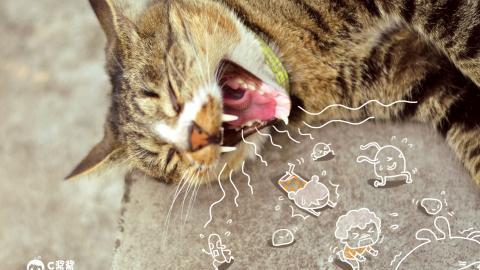 恶搞喵星人(猫咪)图片