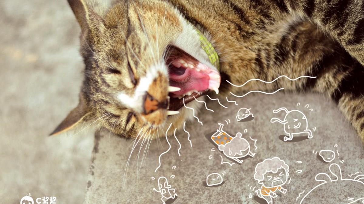 恶搞喵星人(猫咪)图片