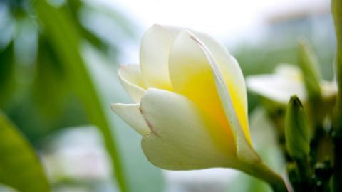 美丽的鸡蛋花高清宽屏图片