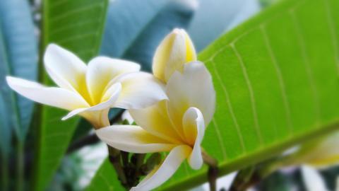 美丽的鸡蛋花高清宽屏图片