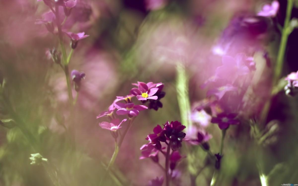 忽忘我花语图片