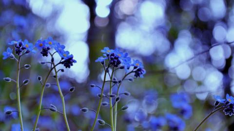 忽忘我花语图片