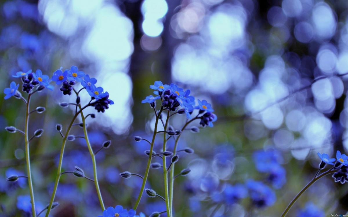 忽忘我花语图片