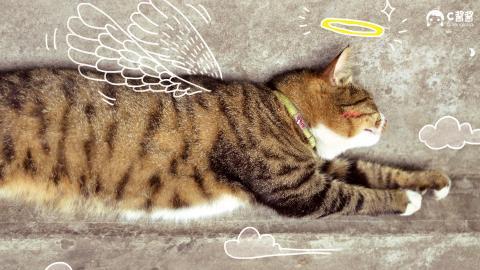 恶搞喵星人(猫咪)图片