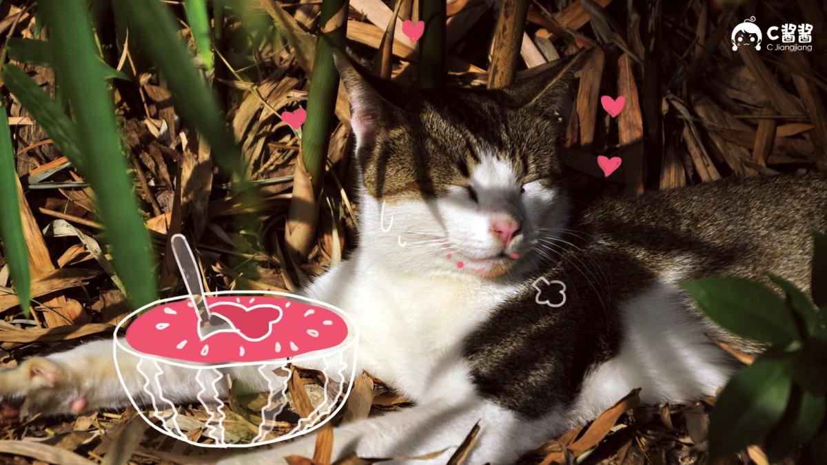 恶搞喵星人(猫咪)图片