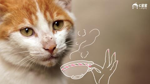 恶搞喵星人(猫咪)图片