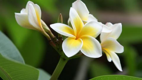 美丽的鸡蛋花高清宽屏图片