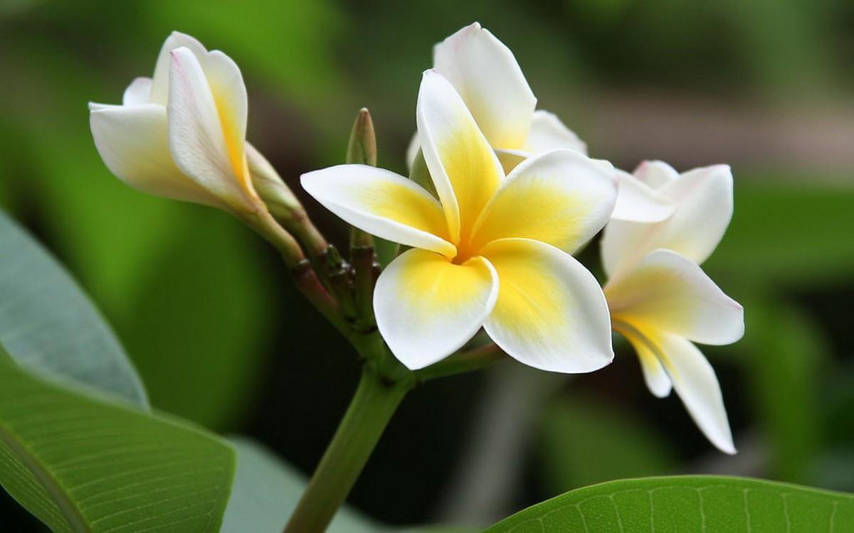 美丽的鸡蛋花高清宽屏图片