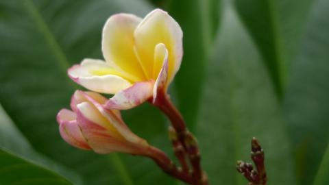 美丽的鸡蛋花高清宽屏图片