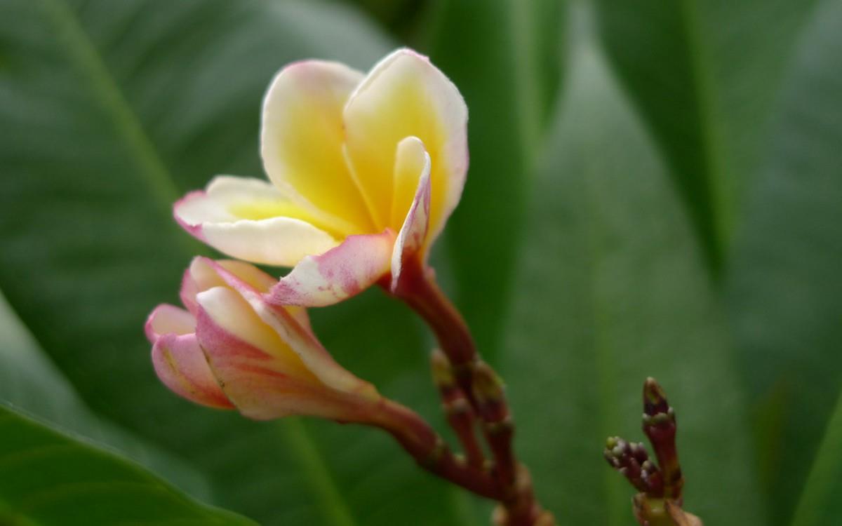 美丽的鸡蛋花高清宽屏图片