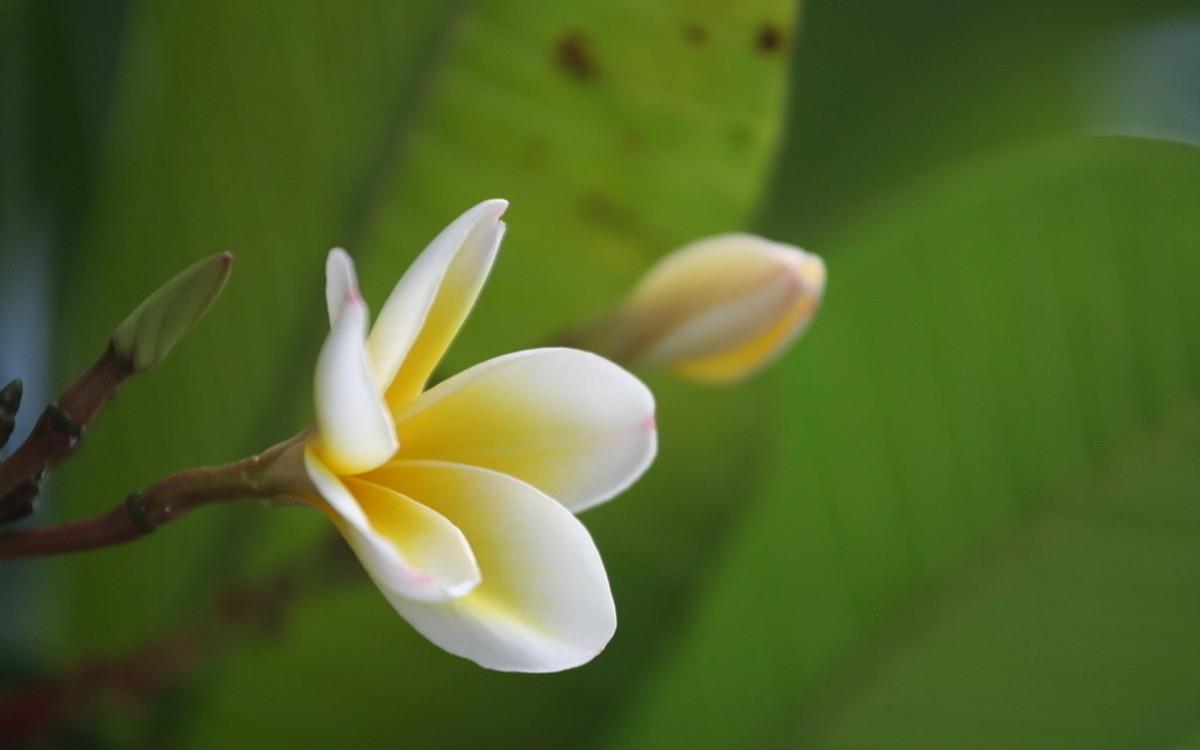 美丽的鸡蛋花高清宽屏图片