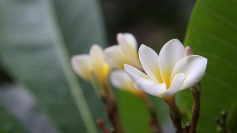 美丽的鸡蛋花高清宽屏图片