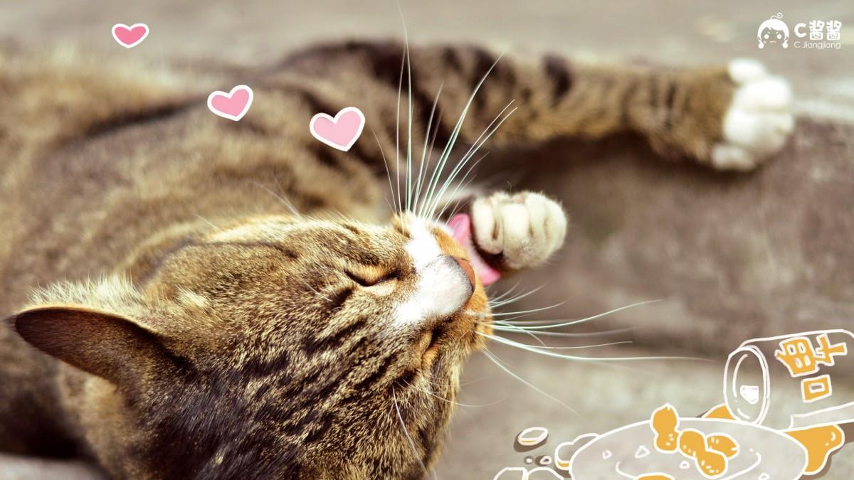 恶搞喵星人(猫咪)图片