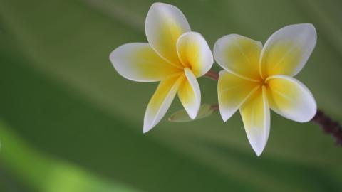 美丽的鸡蛋花高清宽屏图片