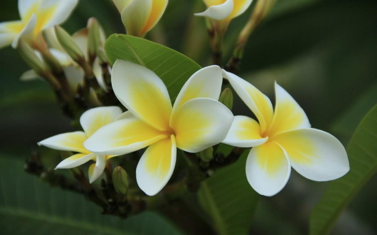 美丽的鸡蛋花高清宽屏图片