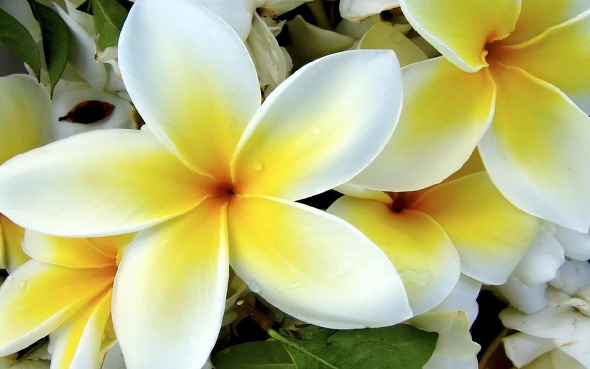 美丽的鸡蛋花高清宽屏图片