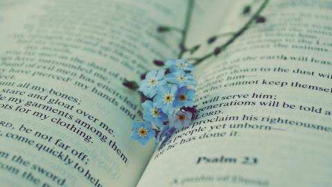 忽忘我花语图片