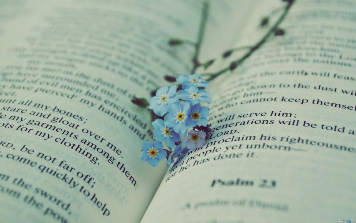 忽忘我花语图片