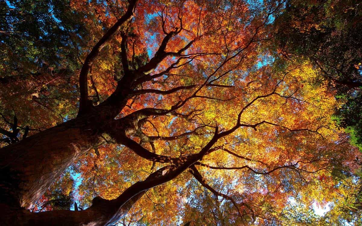 秋季美丽风景图片