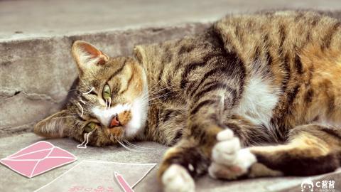 恶搞喵星人(猫咪)图片