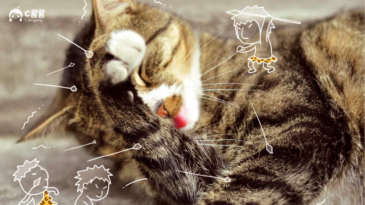 恶搞喵星人(猫咪)图片